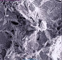 SEM Image